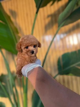 TOY POODLE YAVRULARI REFERANS YAVRU
