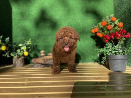 TOY POODLE BEBEK KÖPEKLER