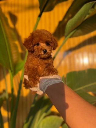 TOY POODLE BEBEKLER REFERANS YAVRULAR