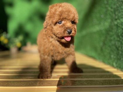 TOY POODLE BEBEKLER