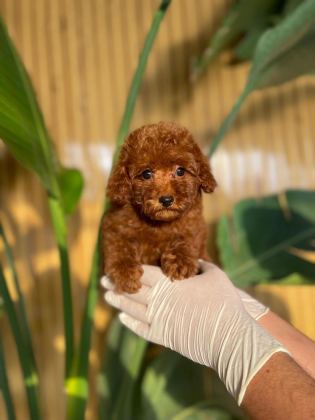 TOY POODLE BEBEKLERİMİZ REFERANS YAVRU