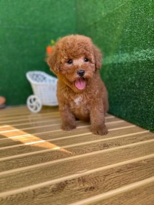 TOY POODLE YAVRULARI REFERANS YAVRU