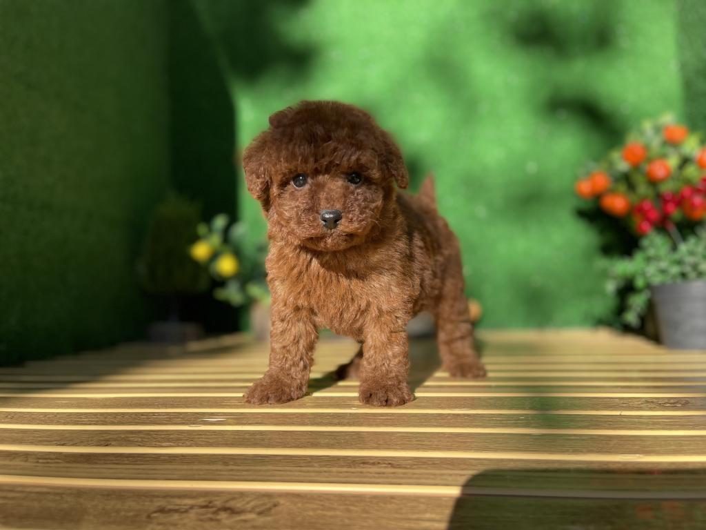 TOY POODLE BEBEKLER