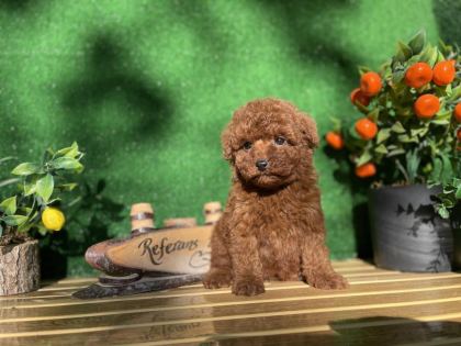 TOY POODLE BEBEKLER