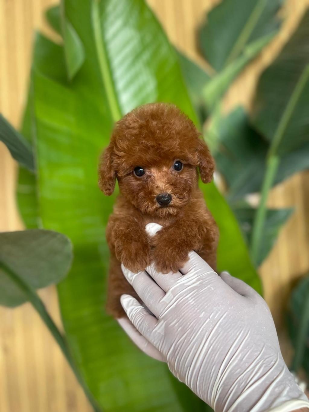 TOY POODLE BEBEKLERİMİZ REFERANS YAVRU