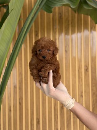 TOY POODLE BEBEKLER