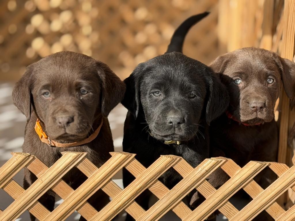 ÇİKOLATA LABRADOR YAVRULARI