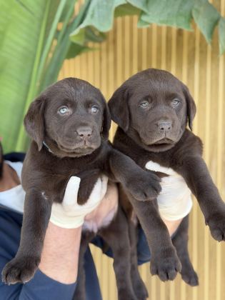 ÇİKOLATA LABRADOR YAVRULARI