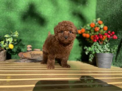 TOY POODLE BEBEK KÖPEKLER