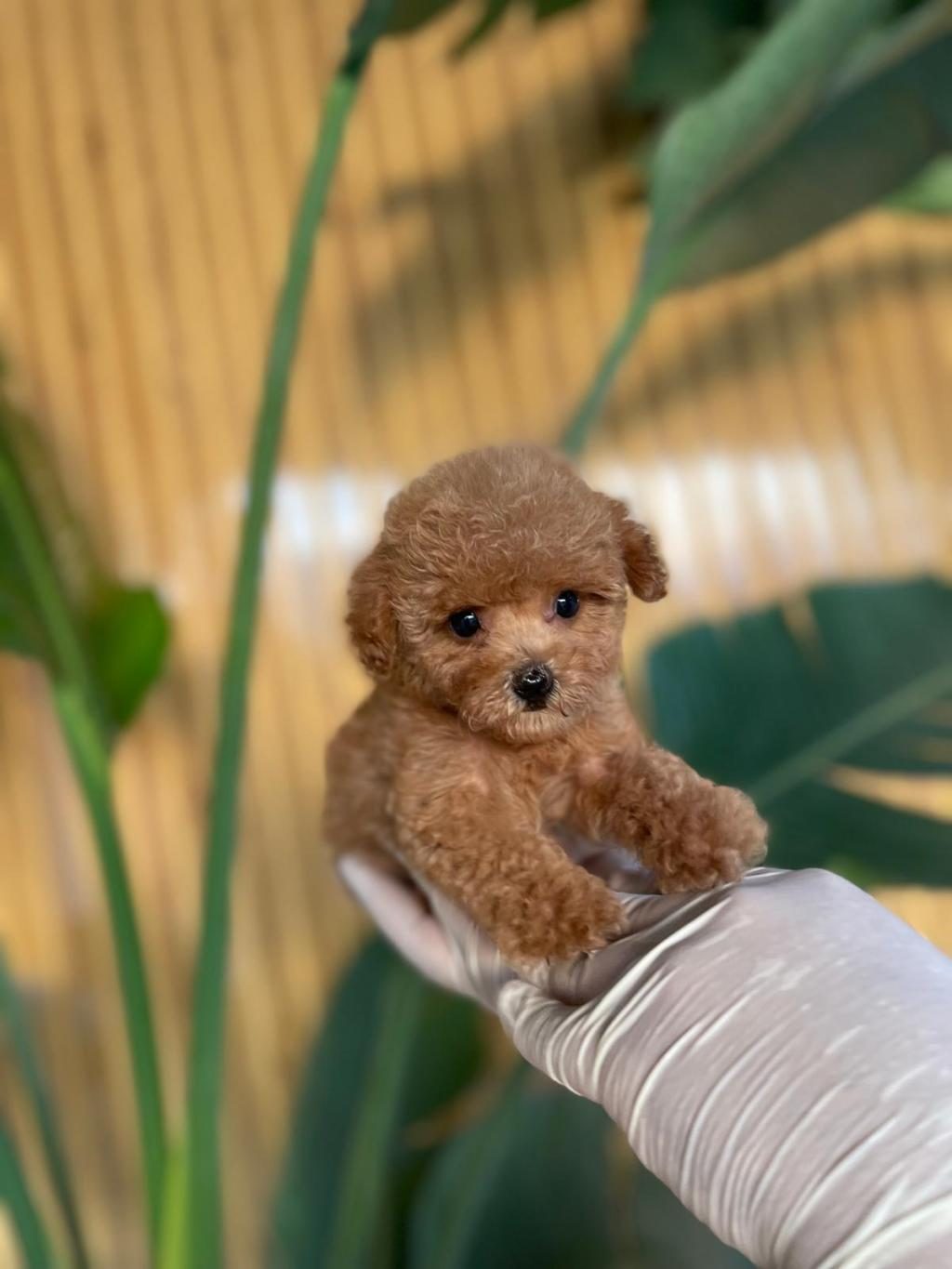 TOY POODLE BEBEKLER REFERANS YAVRULAR