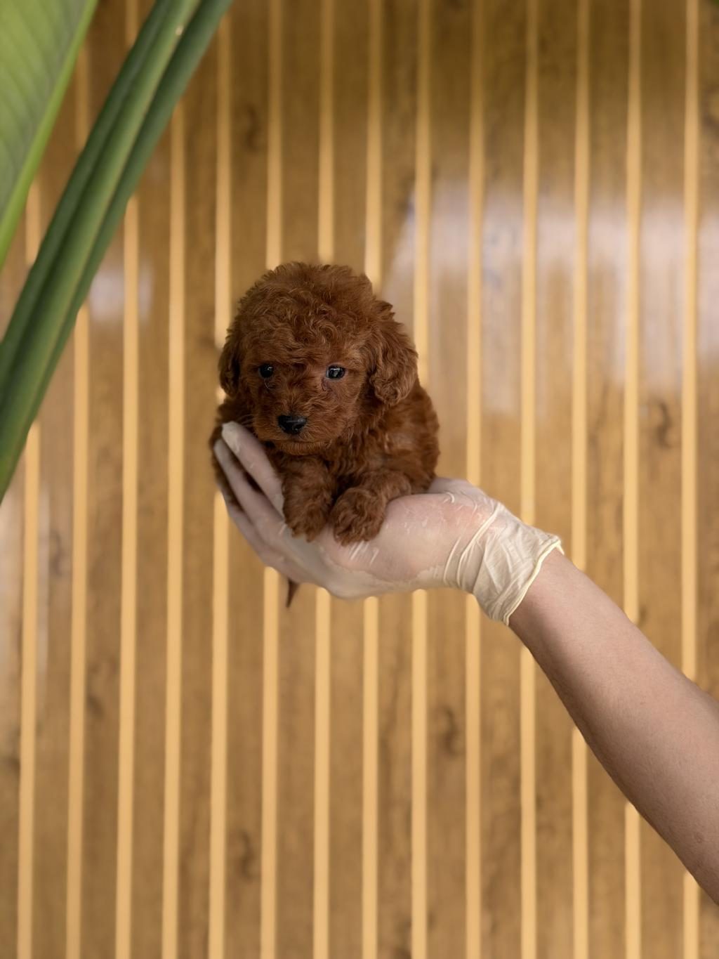TOY POODLE BEBEKLER