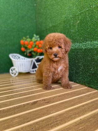TOY POODLE YAVRULARI REFERANS YAVRU