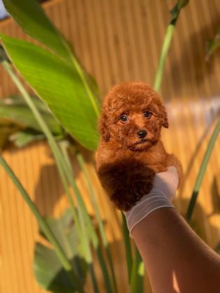 TOY POODLE BEBEKLERİMİZ REFERANS YAVRU