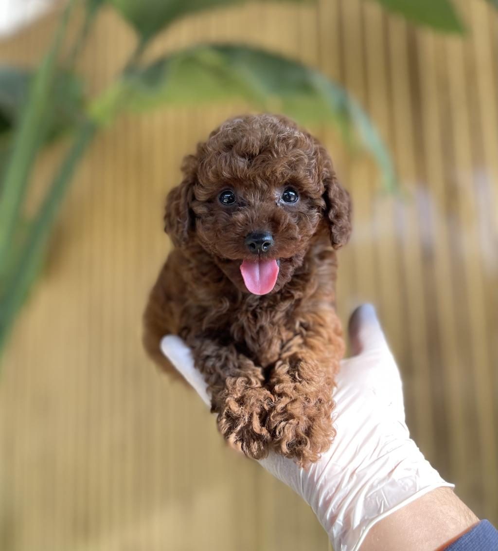 TOY POODLE BEBEK KÖPEKLER