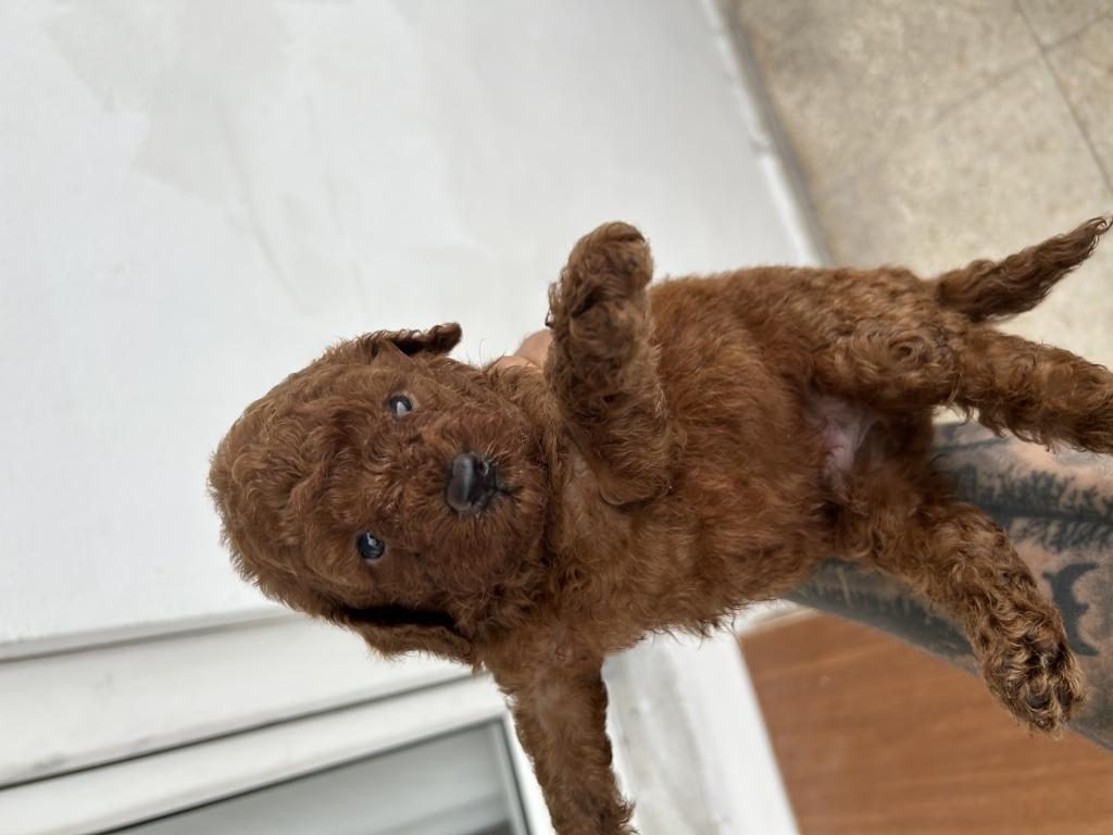 KORE RED TOY POODLE