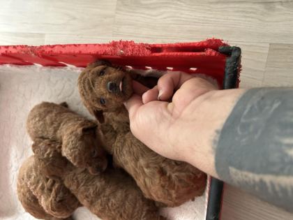 TOY POODLE KORE KAN YAVRULAR
