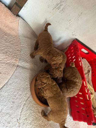 KORE RED TOY POODLE