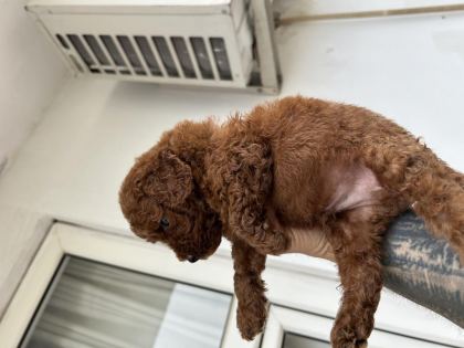 KORE RED TOY POODLE