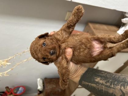 KORE RED TOY POODLE