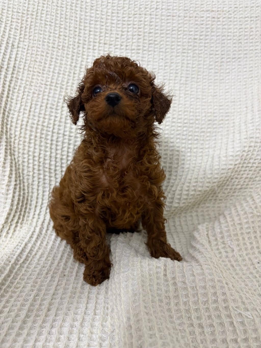 RED BROWN POODLE