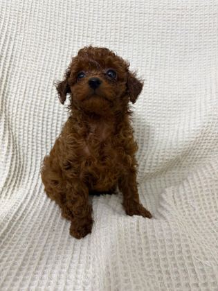 RED BROWN POODLE