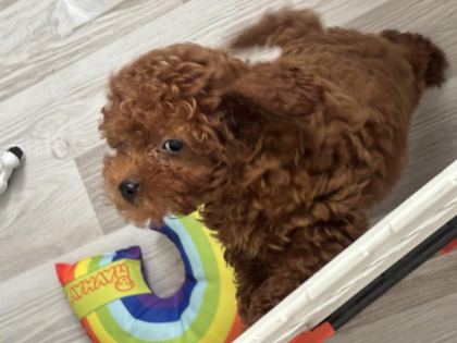 TOY POODLE 3 AYLIK