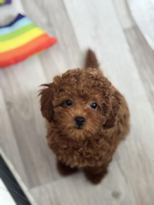 TOY POODLE 3 AYLIK
