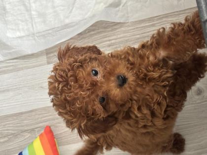 TOY POODLE 3 AYLIK