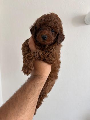 RED BROWN POODLE