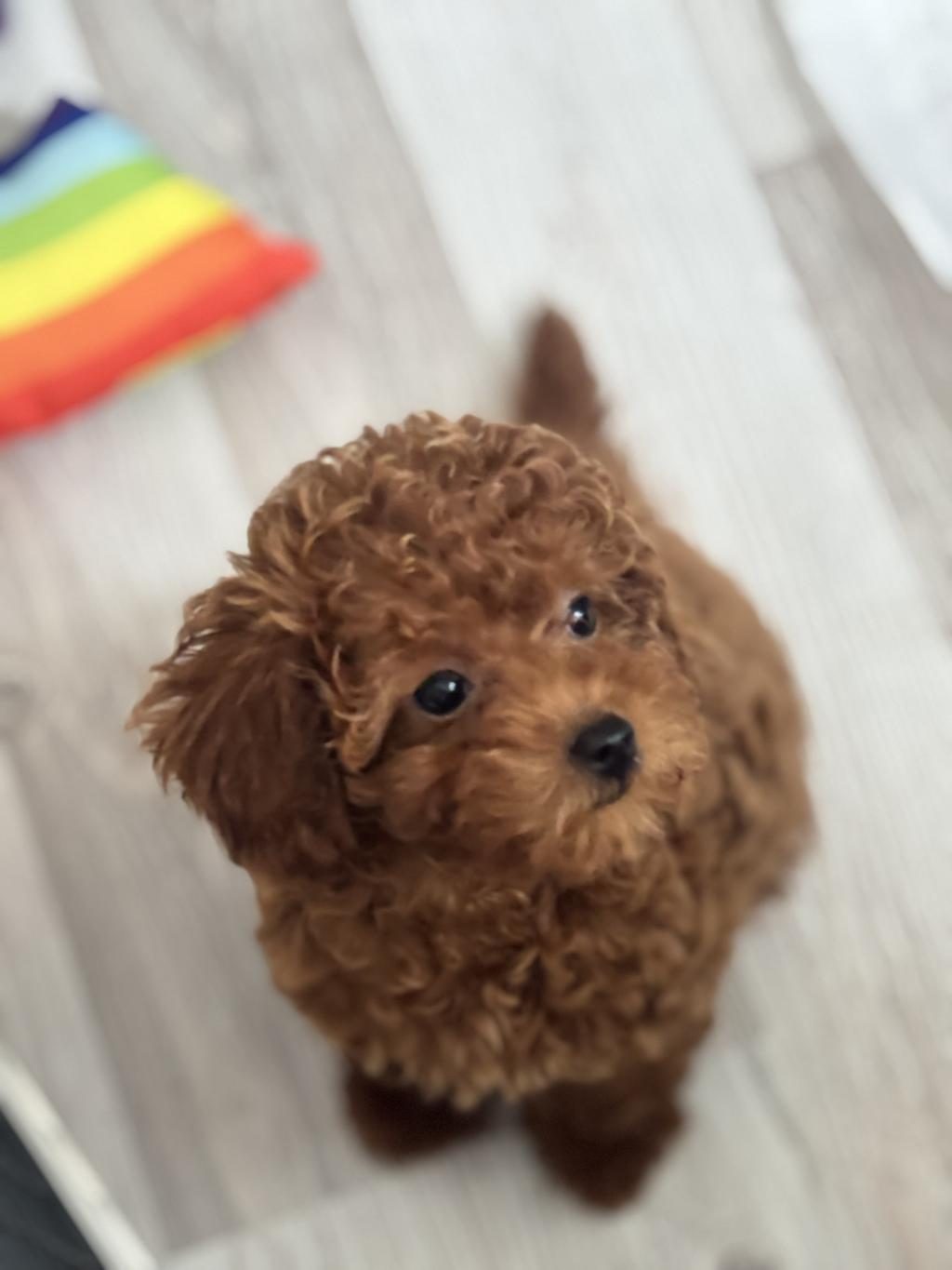 TOY POODLE 3 AYLIK