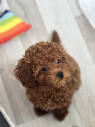 TOY POODLE 3 AYLIK
