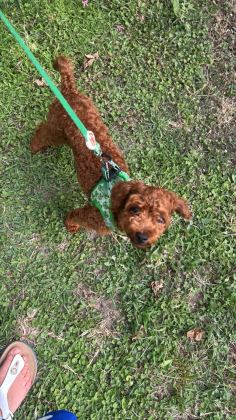 UYGUN FİYAT TOY POODLE KIZIL