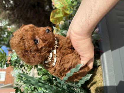DİŞİ TOY POODLE