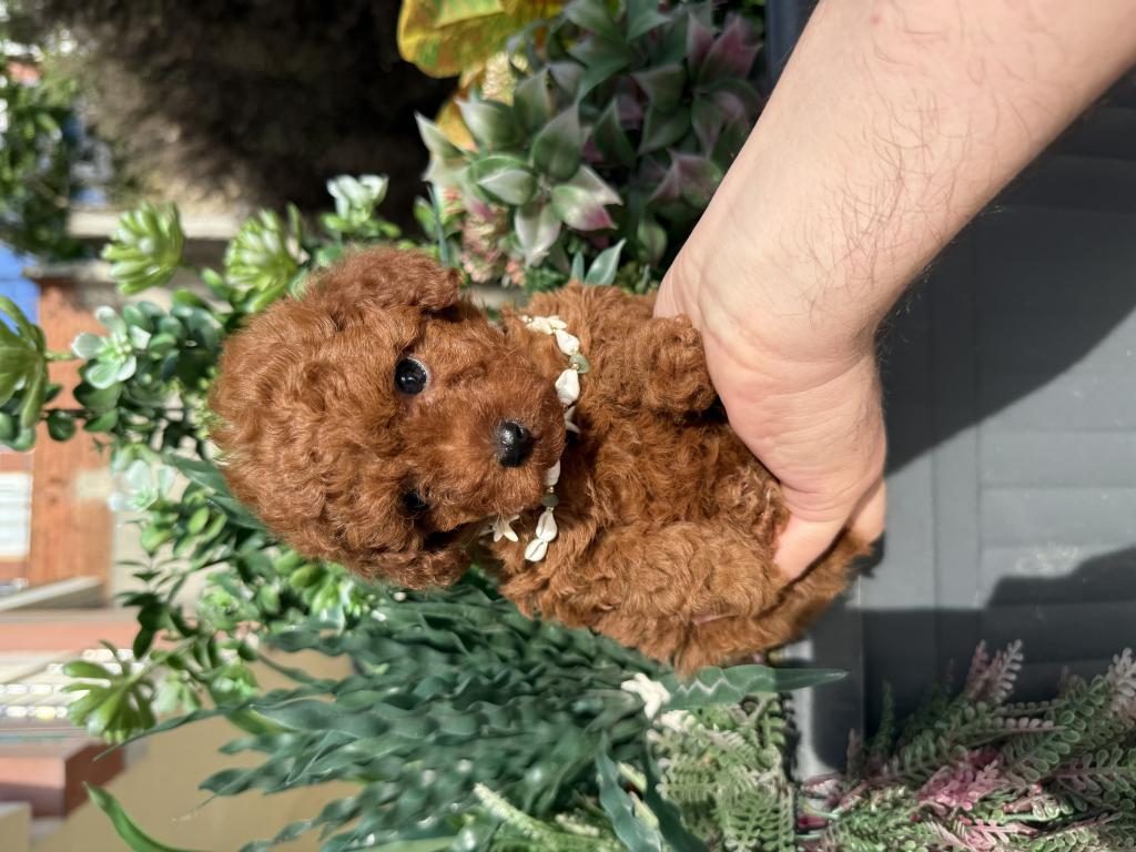 DİŞİ TOY POODLE