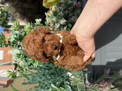 DİŞİ TOY POODLE
