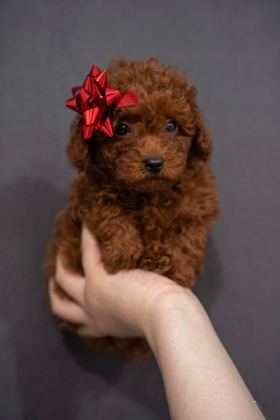 DİŞİ POODLE KÖPEĞİ