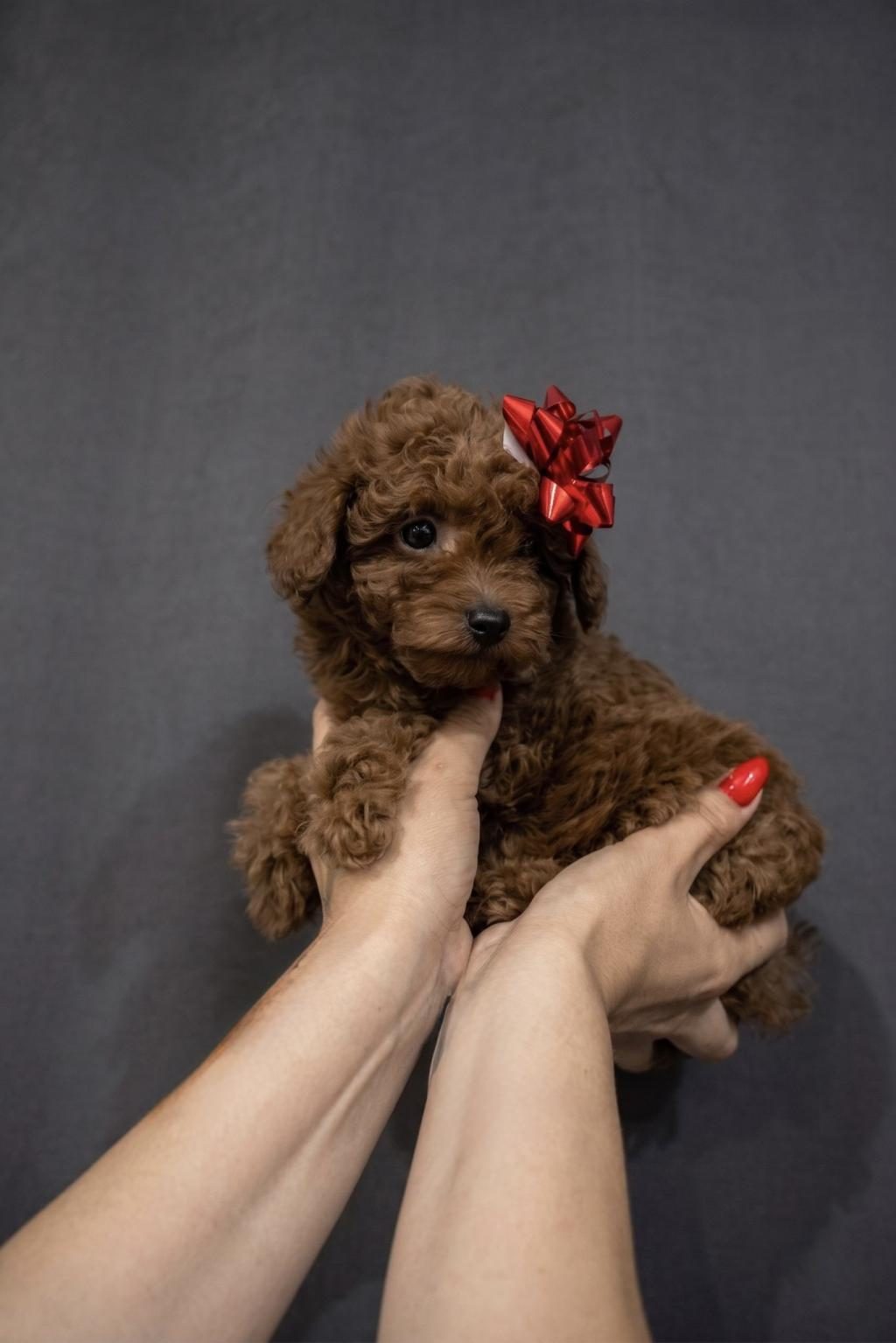 DİŞİ POODLE KÖPEĞİ