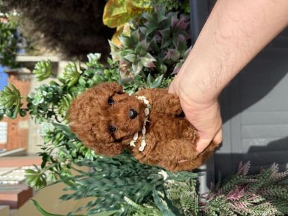 DİŞİ TOY POODLE