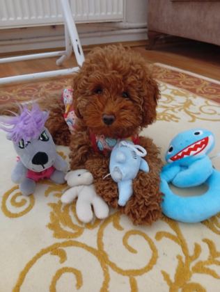 Toy Poodle Yavrularımız Orjinal Irk Garantilidir