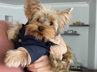 YORKSHİRE TERRİER KÖPEĞİ YAVRUMUZ