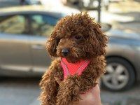 TOY POODLE DİŞİ YAVRUMUZ