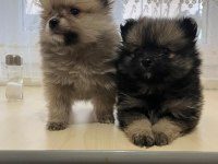 POMERANİAN BOO 3,5 AYLIK