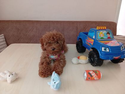 Toy Poodle Yavrularımız Orjinal Irk Garantilidir