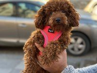TOY POODLE DİŞİ YAVRUMUZ