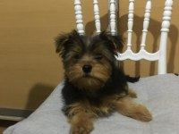 YORKSHİRE TERRİER KÖPEĞİ YAVRUMUZ