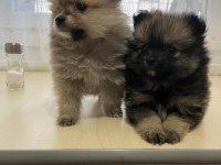 POMERANİAN BOO 3,5 AYLIK