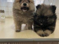 POMERANİAN BOO 3,5 AYLIK