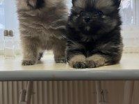 POMERANİAN BOO 3,5 AYLIK