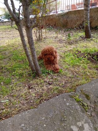 Toy Poodle Yavrularımız Orjinal Irk Garantilidir