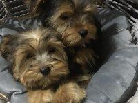 YORKSHİRE TERRİER KÖPEĞİ YAVRUMUZ